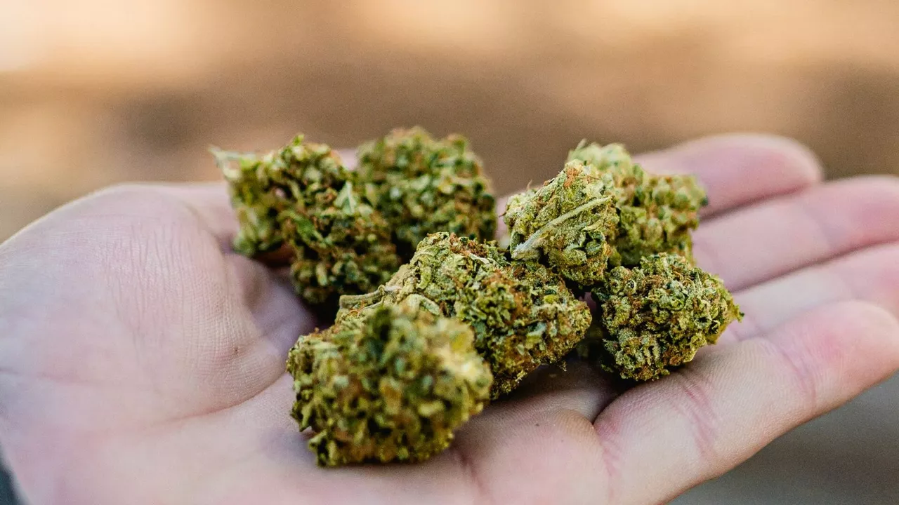 The Most Potent Strains for Experienced Users